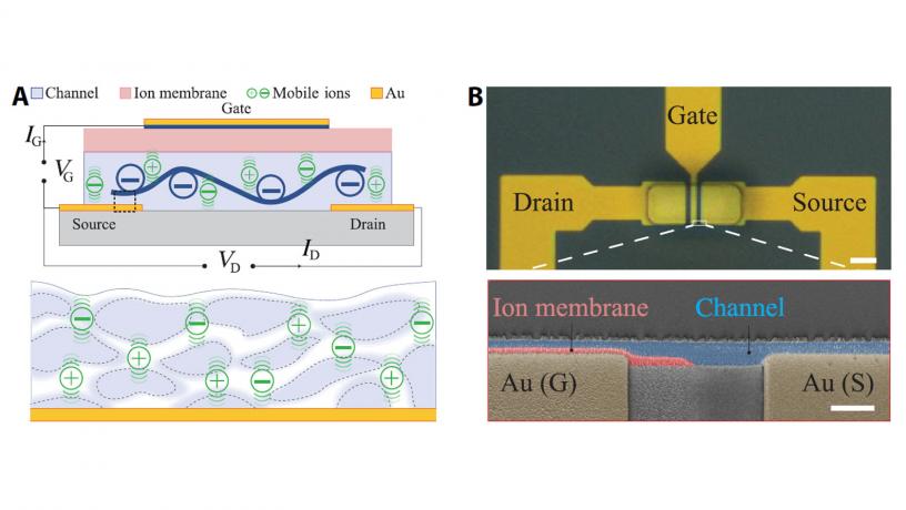 Newswise: Fast, Flexible Ionic Transistors for Bioelectronic Devices
