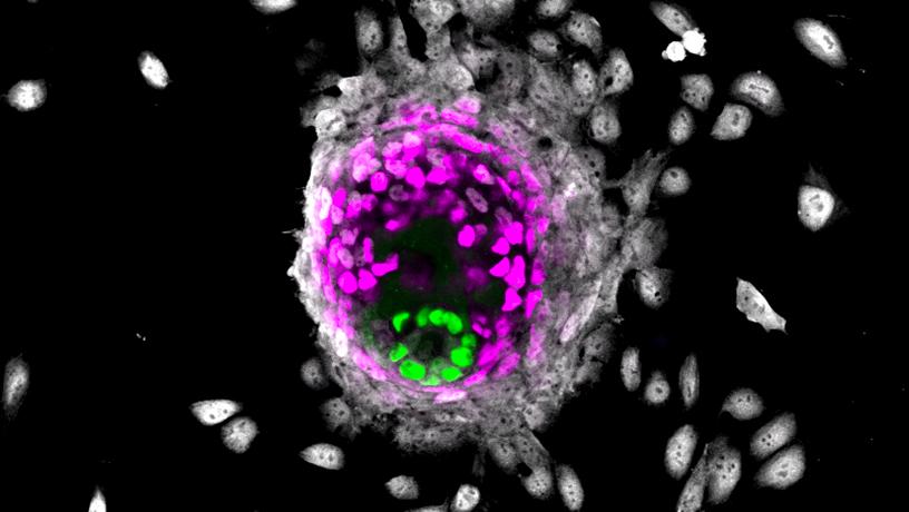 cell culture model that mimics embryonic implantation