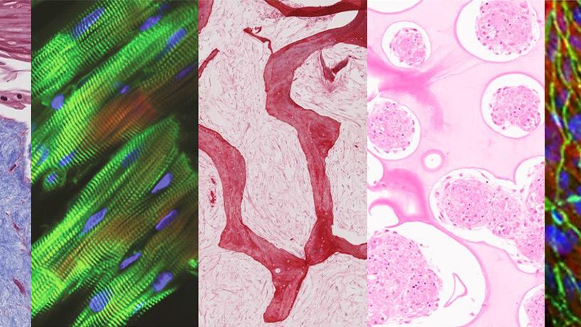 Microscope visualizations of heart, bone, and liver tissue