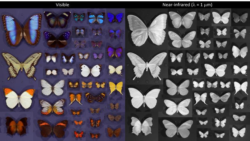 Tens of unique butterflies side-by-side with their near-infrared images.