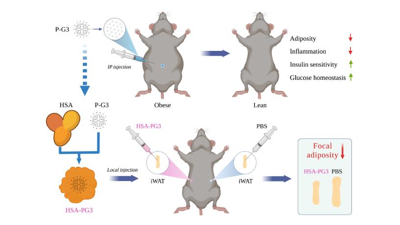 Illustration showing how cationic nanomaterials impacts obese mice.