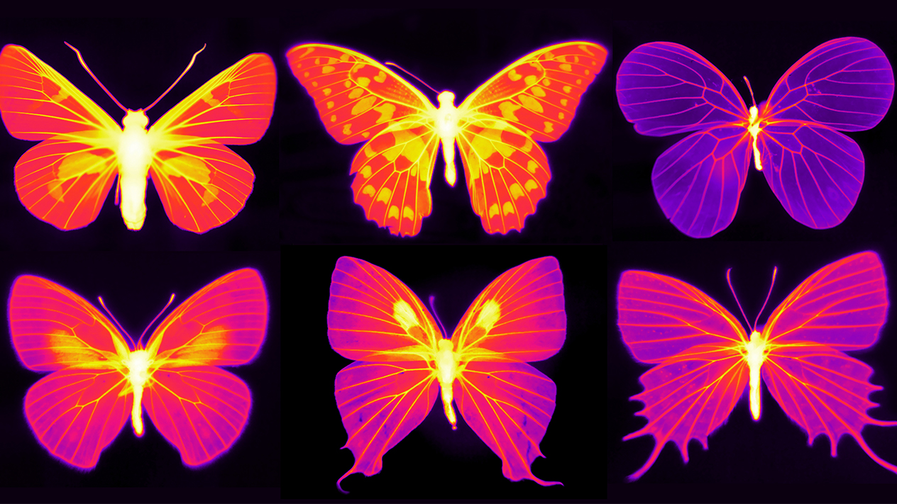 An image of colorful butterflies