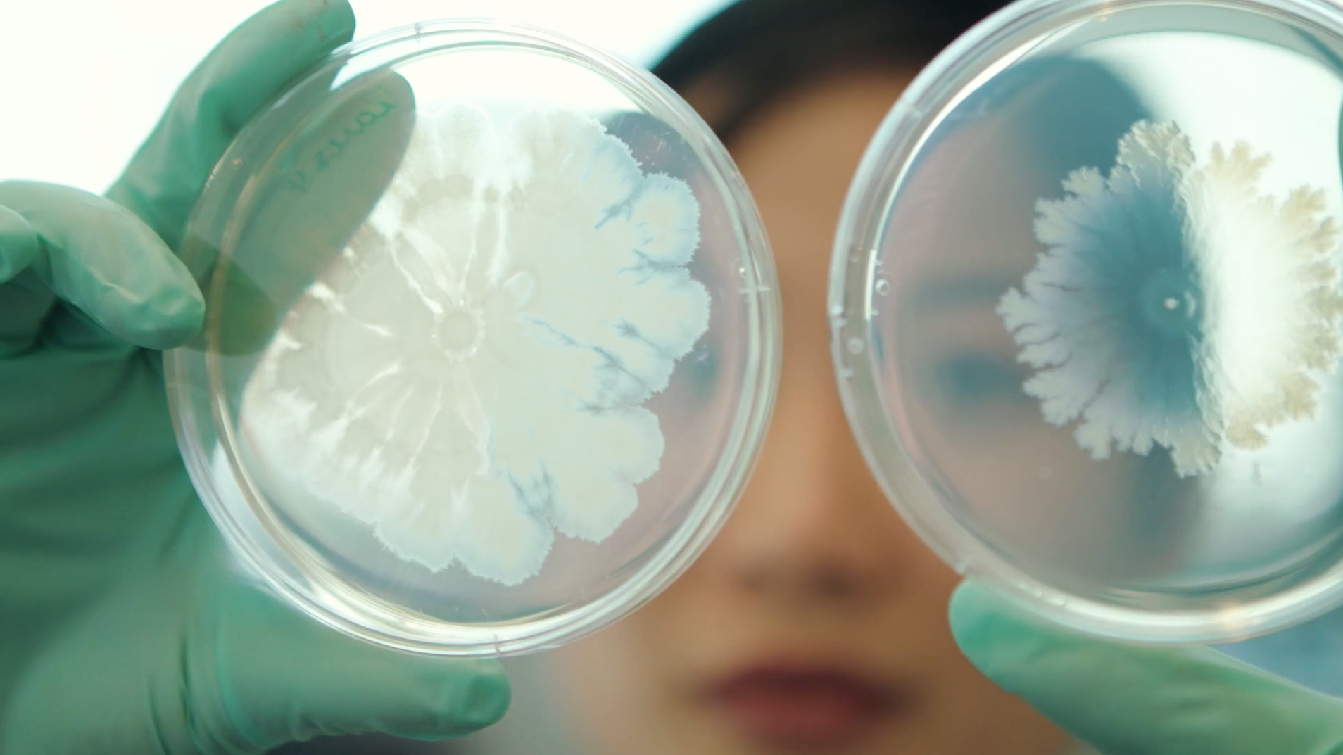 A woman holds up two petri dishes in Biomedical Engineering at Columbia Engineering
