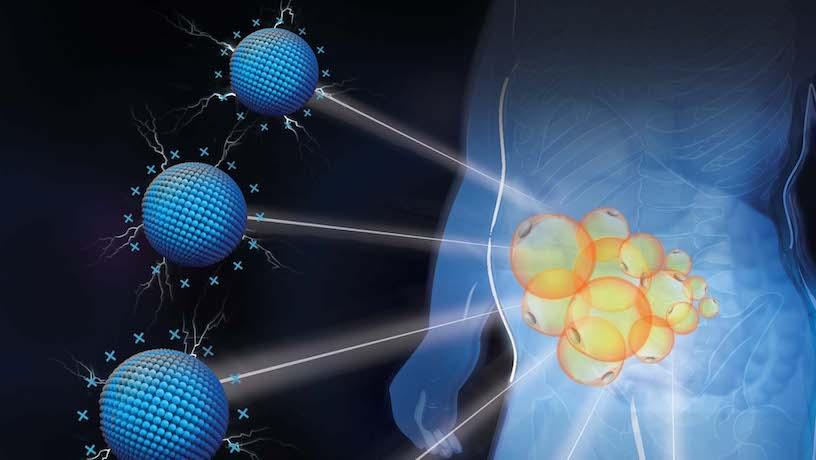 The Blavatnik Fund sponsored research on nanomaterials to treat obesity.