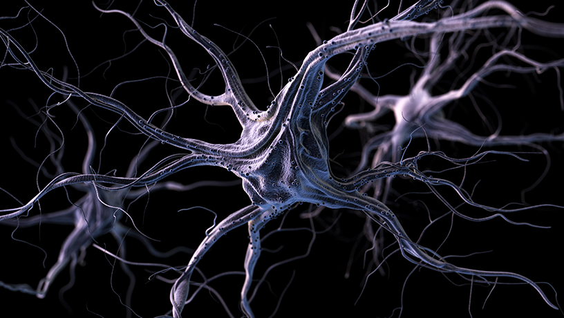 An image depicting neurons