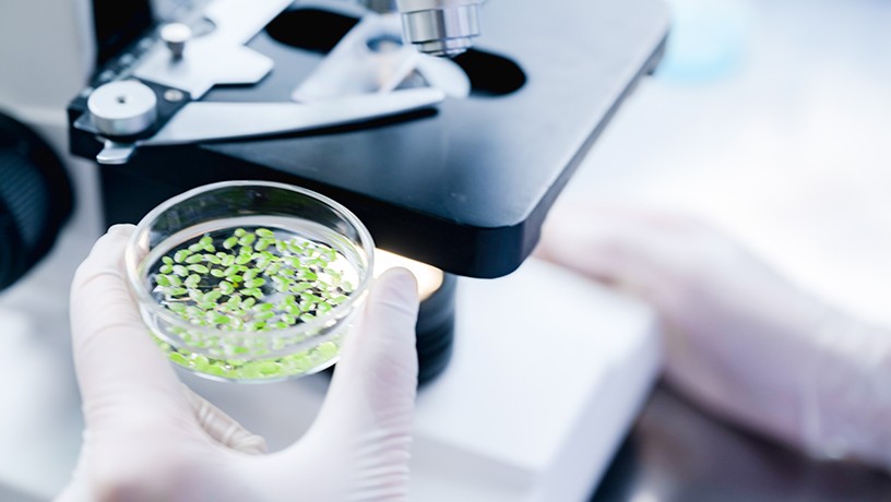 A researcher holding a petri dish