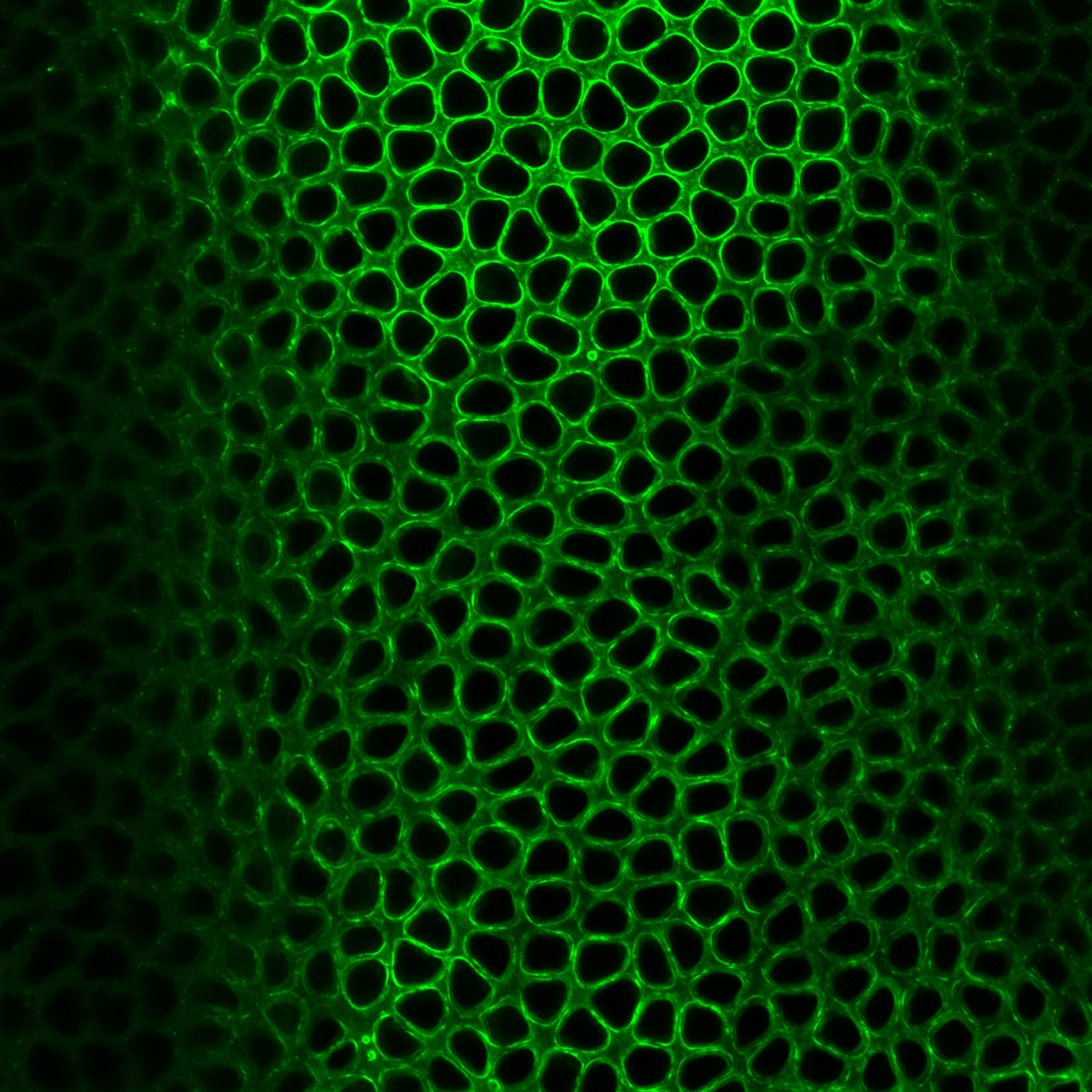 Fruit fly embryo image