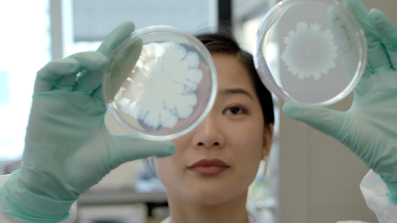 A researcher compares two petri dishes with biological samples at Columbia Engineering.