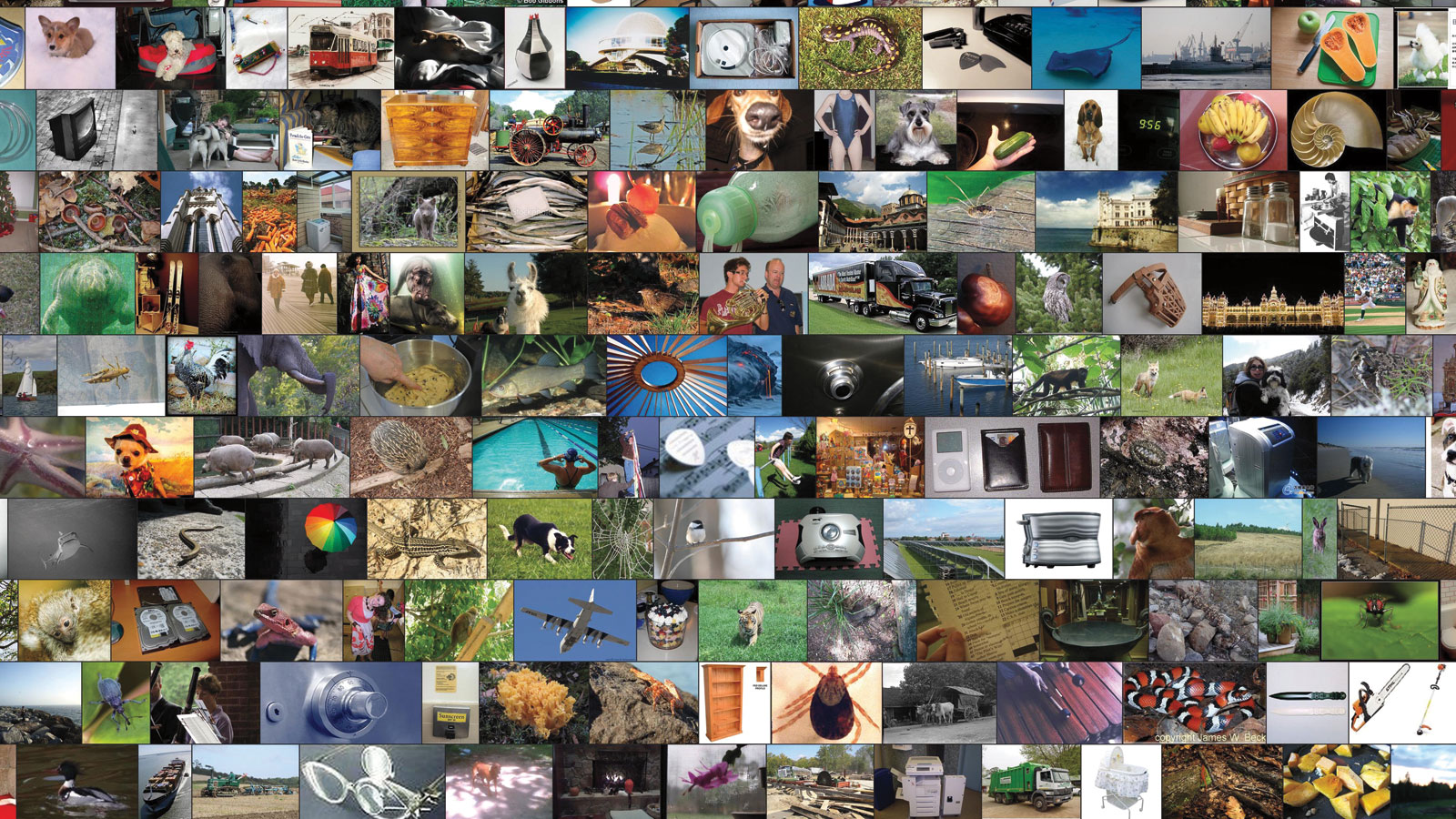 collage of photos