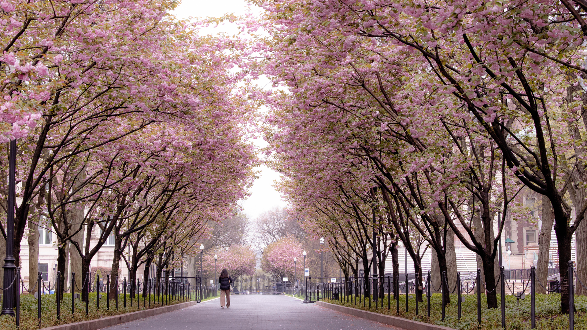 campus blossoms