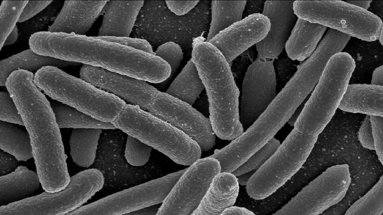Bacteria under a microscope
