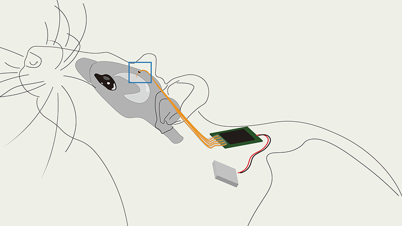 Simplified schematic of the overall placement and location of the MTA in a rat.