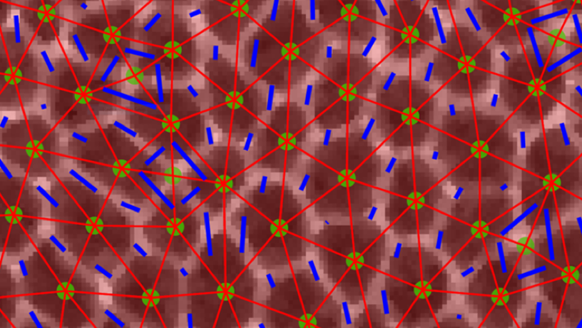 Confocal image of epithelial cells during dramatic tissue flows in the Drosophila embryo. Images of cells with overlaid triangles that were used to quantify anisotropy in the tissue.