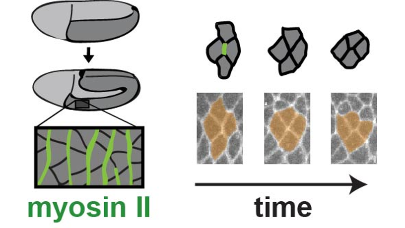 myosins-fig1_0