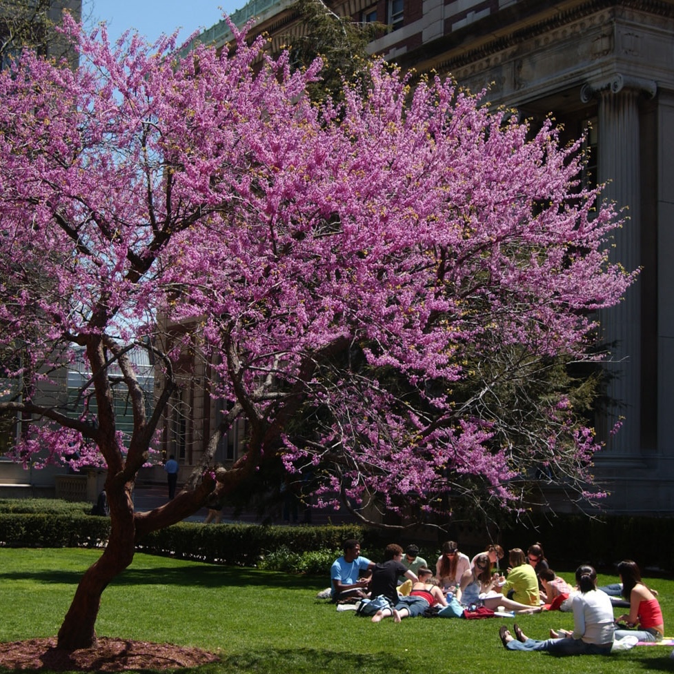 Students sit on a Columbia University campus lawn next to a blossoming tree