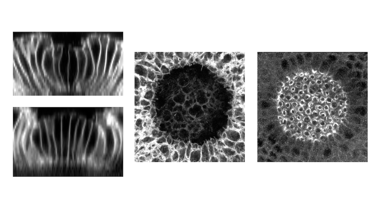 gallery of images of cell behavior