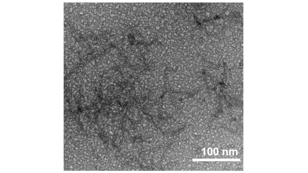 Cryo-TEM image of the gel electrolyte featuring a parasitic salt-phobic network, highlighting the aggregation of fluoroacrylate molecules and their incorporation into the gel matrix after gelation.