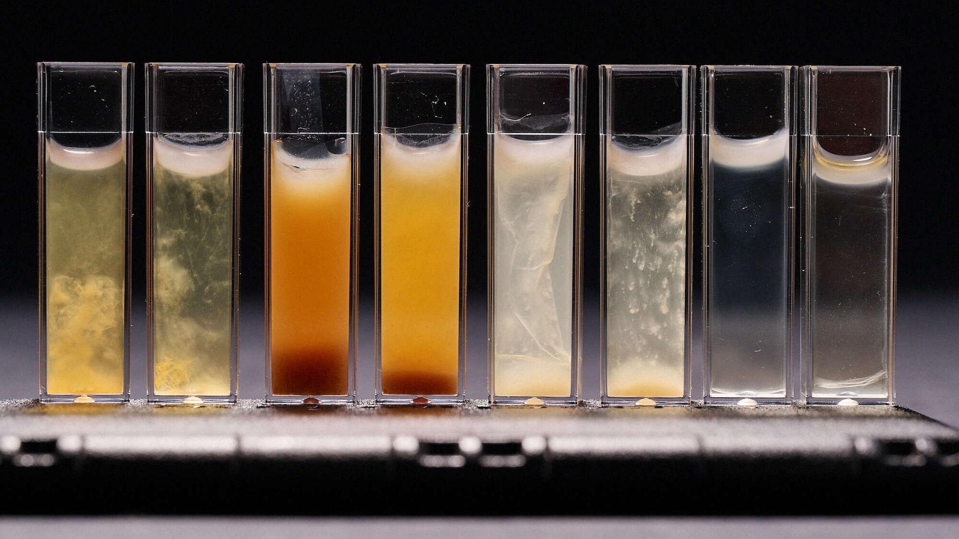 Eight clear lab vials in a row show bacterial cellulose forming as pale white films on top of liquids of different colors and cloudiness, grown from waste sugars such as spent grains, spent mash, and fruit/vegetable pulp.