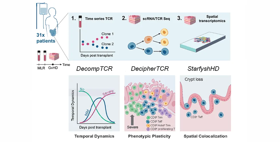 Scientific diagram showing how T cells change over time and localize in tissue following stem-cell transplantation.