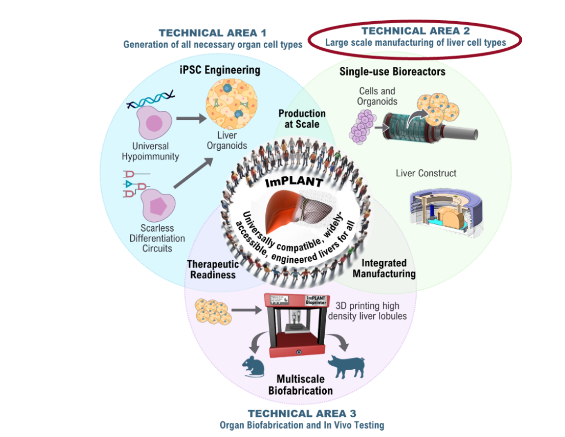The ImPLANT program workflow with the three technical areas pursued in an integrated fashion towards engineering off-the shelf, universally compatible liver tissue for implantation.