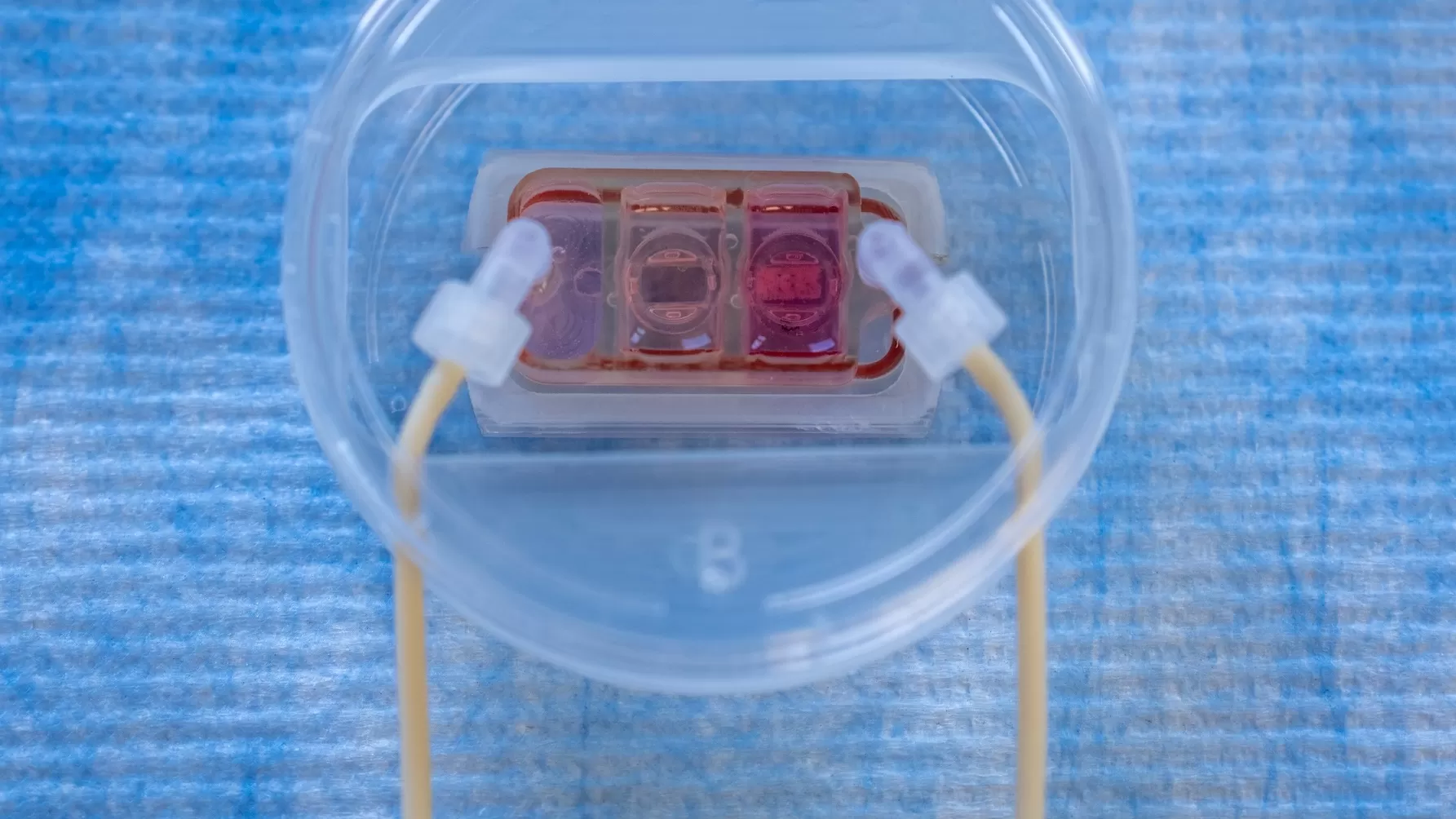Organ-on-a-chip device inside a clear plastic dish, with two tubes connected to a small, light-red microfluidic chamber used to study how cancer spreads through blood flow to organs