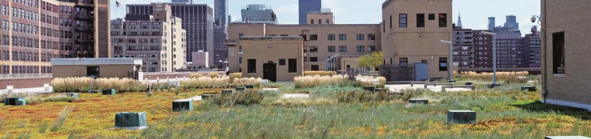 Rooftop vegetation in New York City