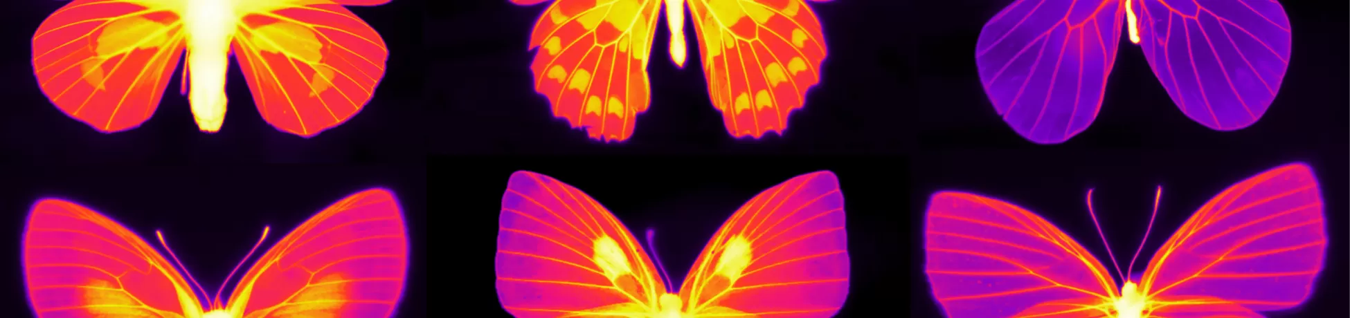 butterflies in ultraviolet xray at Columbia Engineering