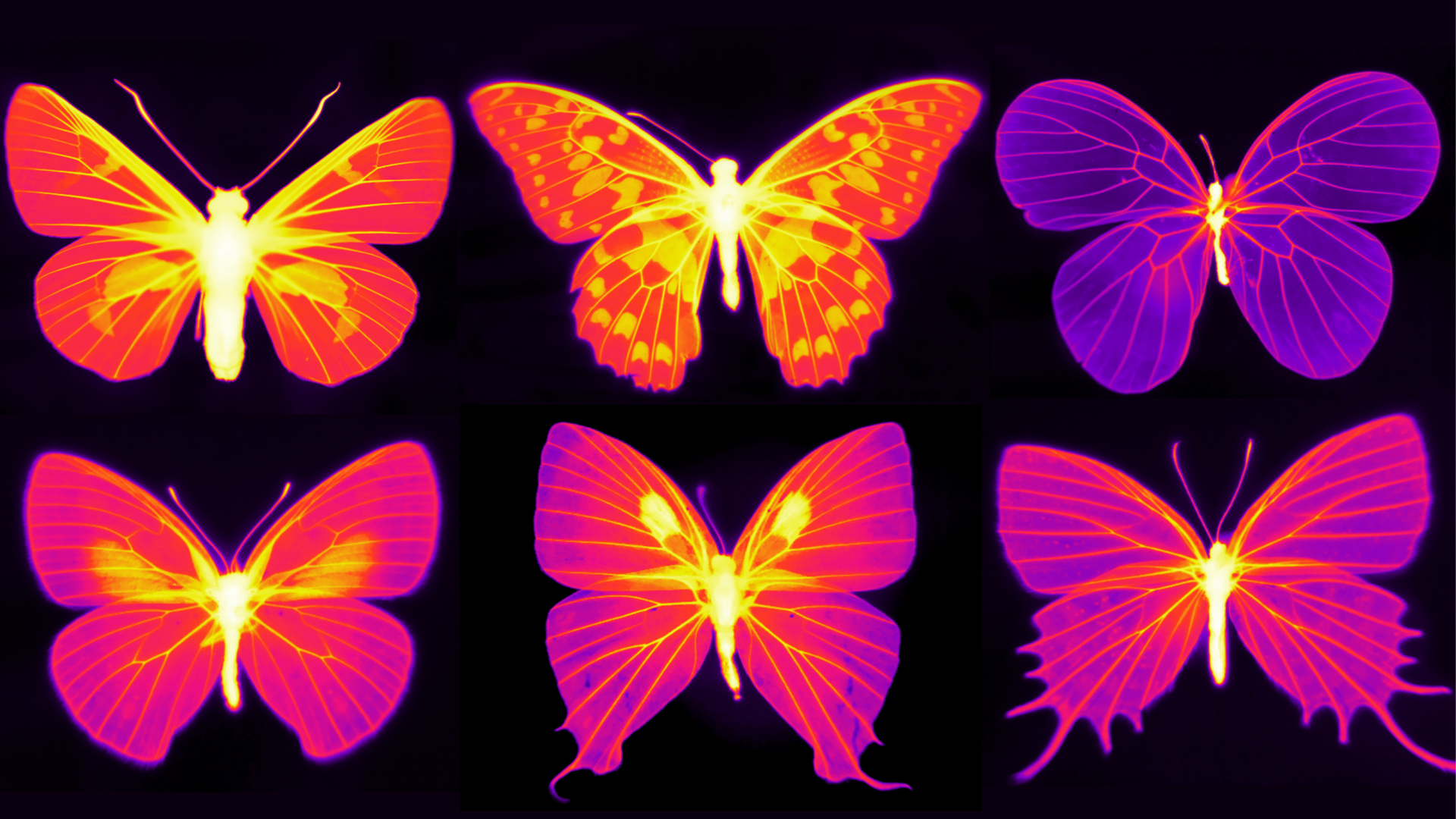 butterflies in ultraviolet xray at Columbia Engineering