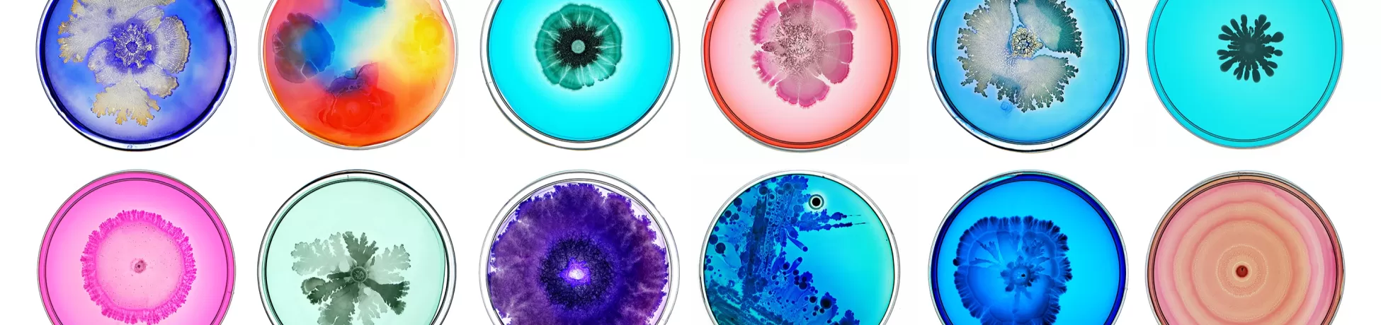 Biomedical Engineering Professor Tal Danino's images of colorful bacteria.