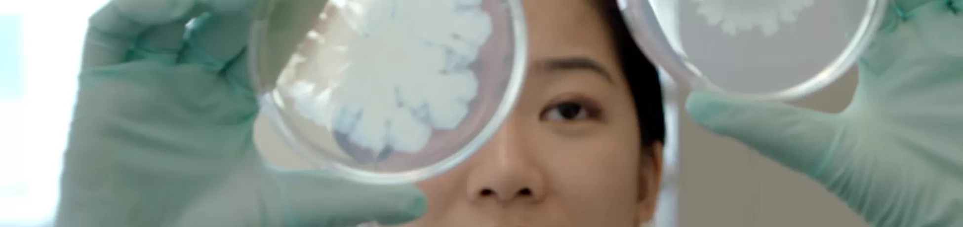 A scientist holds up petri dishes to compare samples in the Biomedical Engineering Department at Columbia Engineering.