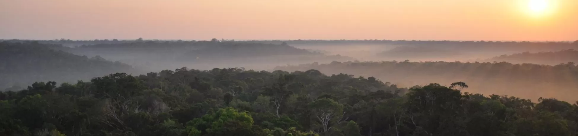 The Amazon