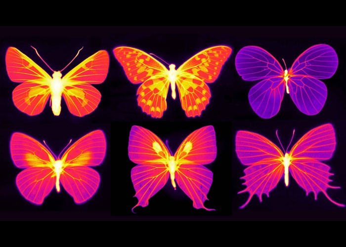 thermal image of butterflies