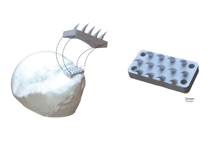 python tooth illustration