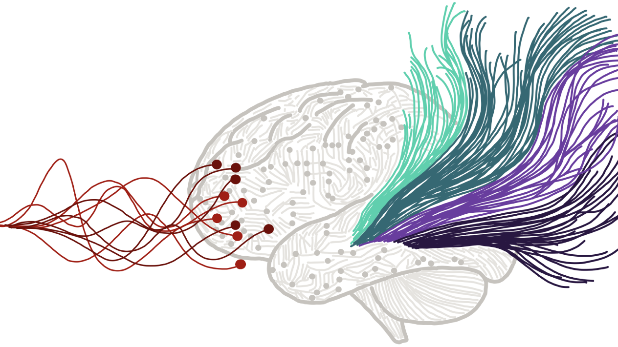 AI systems reveal how random fluctuations in brain activity may help stabilize memories