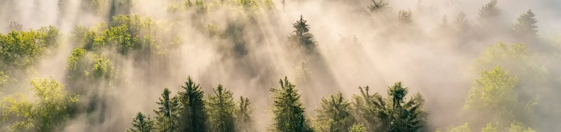 Sun rays shining over a foggy forrest