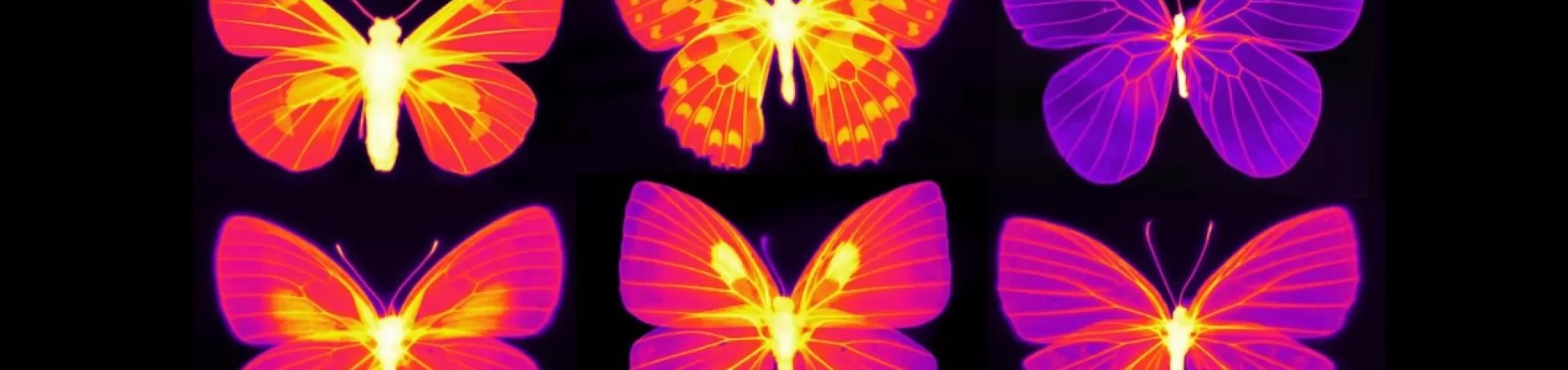 Six neon-glowing butterflies arranged in two rows against a black background, rendered in vibrant thermal-style colors of red, orange, yellow, magenta, and purple, with intricate detailed wing vein patterns and luminescent central bodies creating a striking bioluminescent effect.
