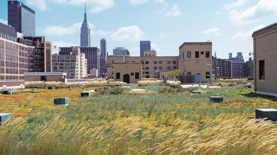 Rooftop vegetation in New York City