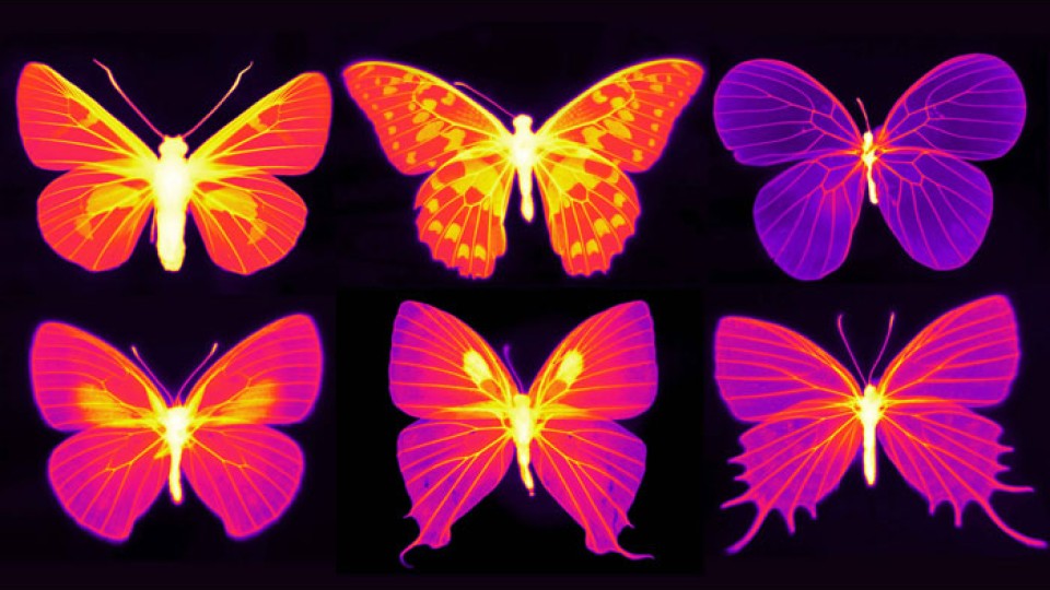 butterfly wings vibrate Battery Operated Butterfly