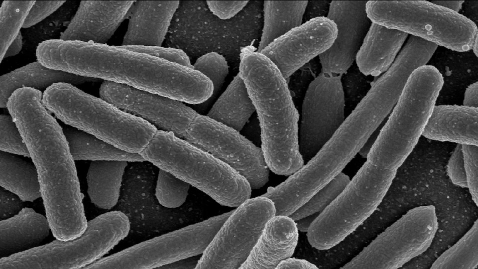 Bacteria under a microscope