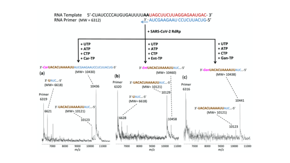 Figure of the SARS-Cov-2 Polymerase Reaction