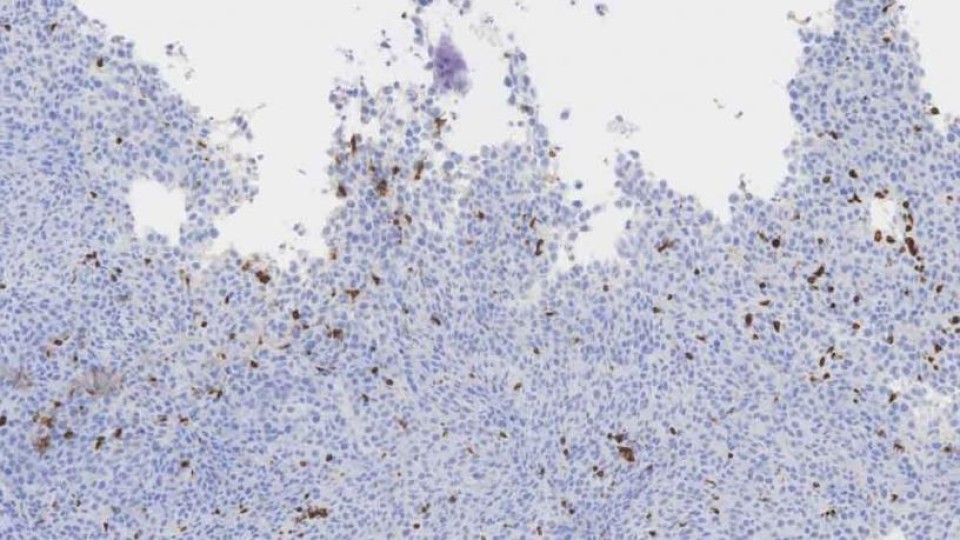 danino-treutring-ihc-web.-jpg