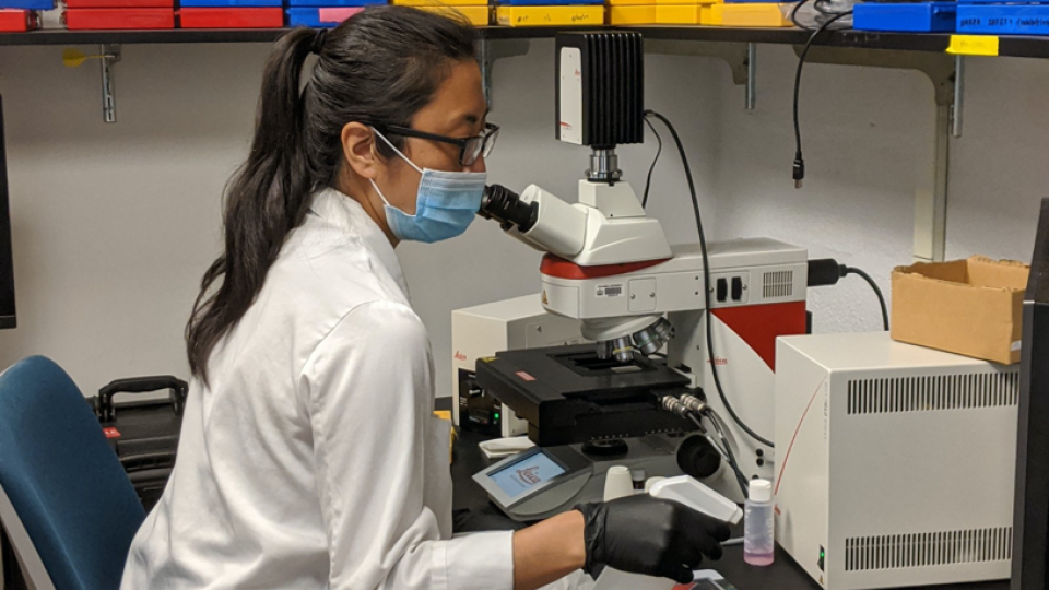 Student observing new protocols in the Ultrasound Elasticity and Imaging Laboratory.
