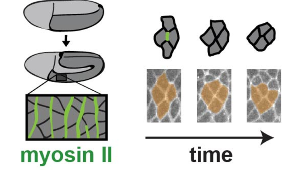 myosins-fig1_0