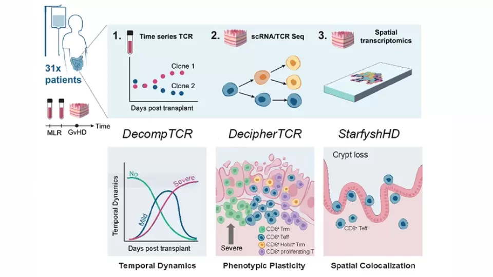 Scientific diagram showing how T cells change over time and localize in tissue following stem-cell transplantation.