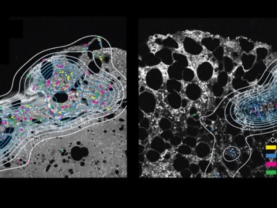 news-cell-types-t-cells-