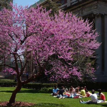Students sit on a Columbia University campus lawn next to a blossoming tree