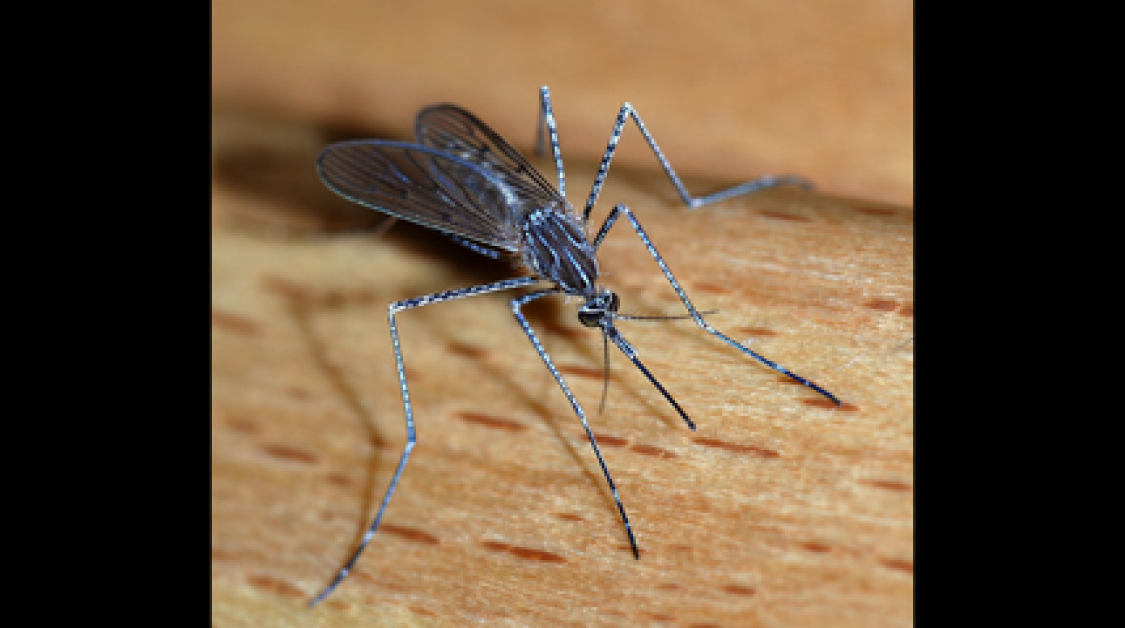 A mosquito