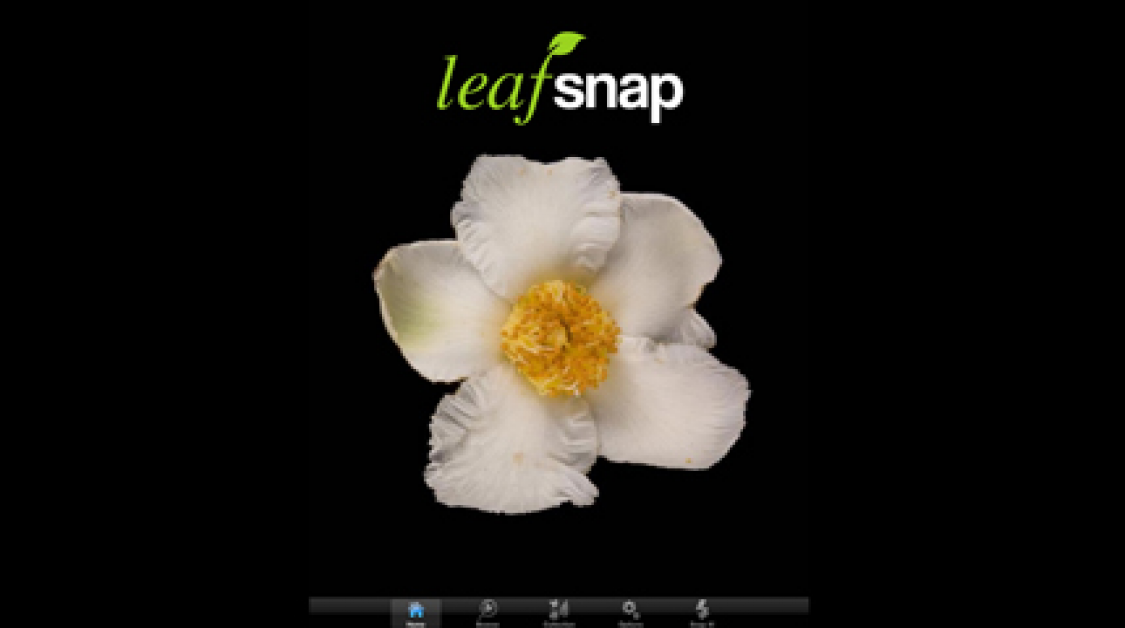 The Leafsnap Logo