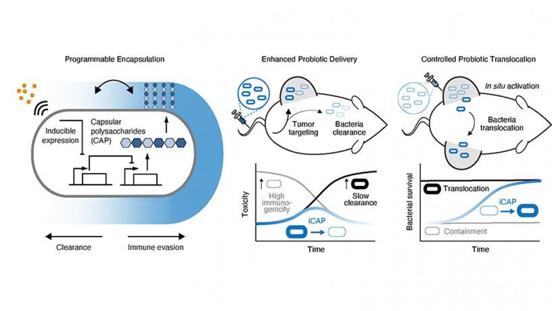 Schematics of the inducible capsular polysaccharides (iCAP) system to control immune evasion and clearance (left).