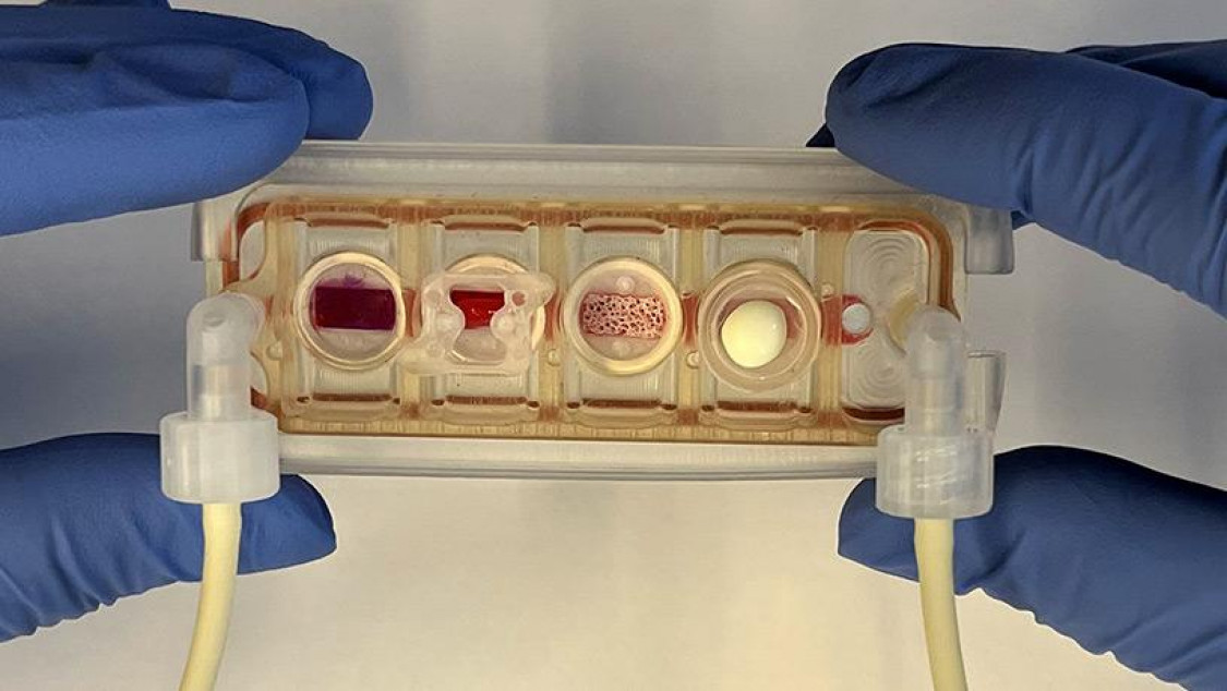 The new multi-organ chip